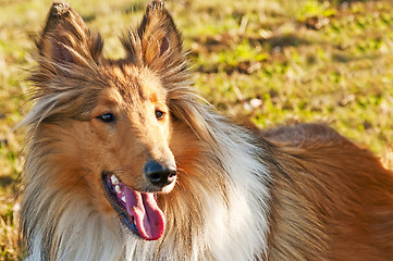 Image showing American truebred collie 