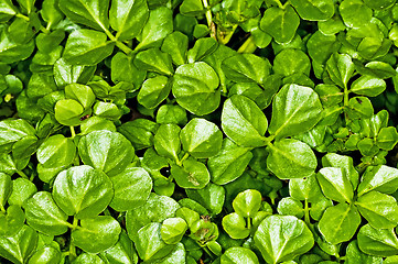 Image showing water cress, Nasturtium officinale