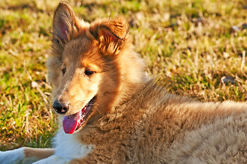 Image showing collie whelp