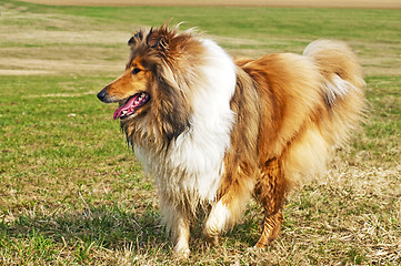 Image showing collie