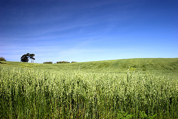 Image showing Green landscape