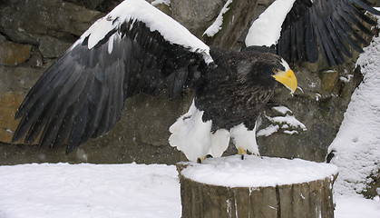 Image showing Steller's sea eagle