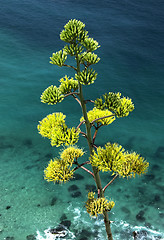 Image showing Aloe Vera