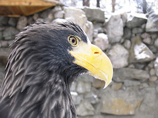 Image showing Steller's sea eagle