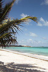 Image showing beach palm tree San Luis  Andres Island Colombia South America