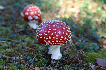 Image showing Fly agaric