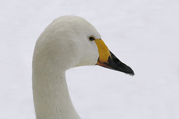 Image showing Head of white swan