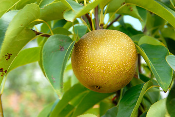 Image showing Olympic Asian Pear Tree