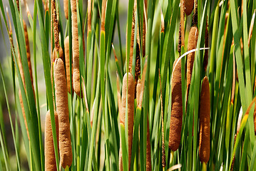 Image showing Cattail Stand