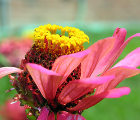 Image showing Zinnia Flower