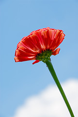 Image showing Red Zinnia