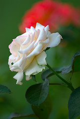 Image showing White Rose of Summer