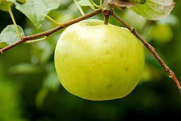 Image showing Yellow Apple Tree