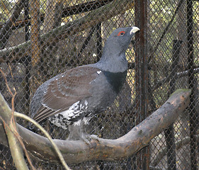 Image showing Capercaillie