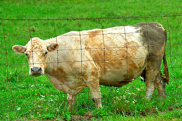 Image showing Female Cow