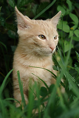 Image showing the kitten