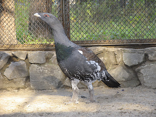 Image showing Capercaillie