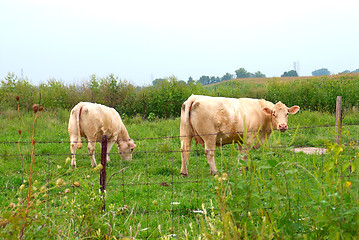 Image showing Two Female Cows