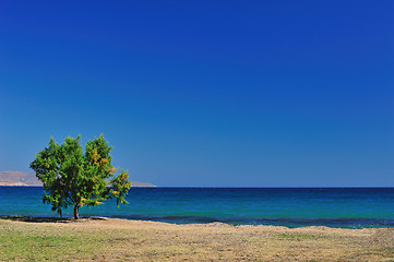 Image showing Beautiful seascape with a cypress