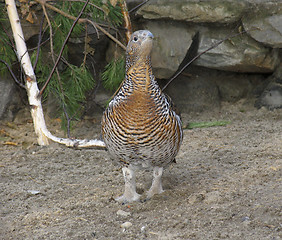 Image showing Capercaillie