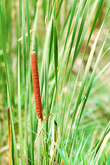 Image showing Bullrush Cattail