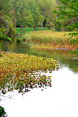 Image showing Bullrush Cattail Marsh