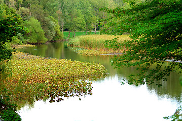 Image showing Bullrush Cattail Marsh