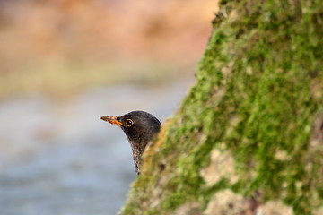 Image showing blackbird hiding