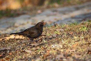 Image showing female blackbird