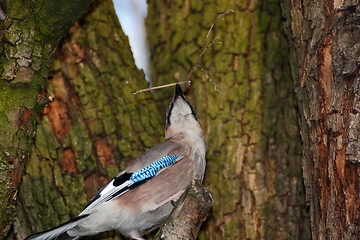 Image showing jay making its nest