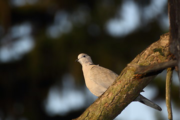 Image showing turtledove at sunset