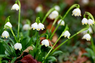 Image showing wild snowflakes in the woods