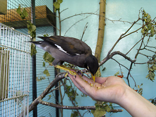 Image showing Thrush bird