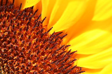 Image showing part of sunflower