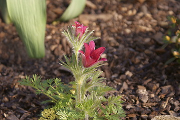 Image showing red pasqueflower