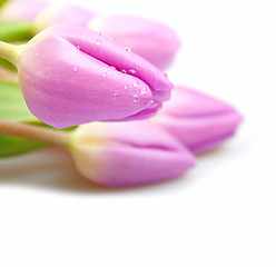 Image showing Violet Tulips