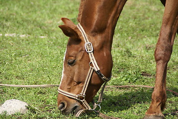 Image showing Horse nibbling grass