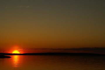 Image showing Flight of gull on sunset background