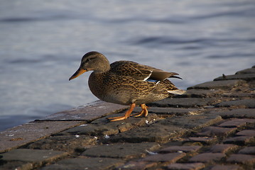 Image showing Duck on embankment