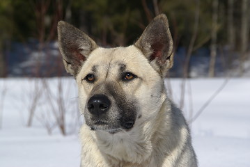 Image showing White dog