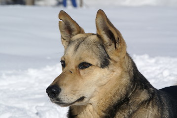 Image showing Dog with torn ear