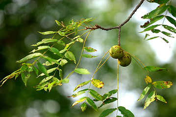 Image showing Japanese Walnut