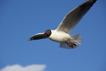 Image showing Gull in clear blue sky