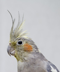 Image showing Parrot korella nimfa