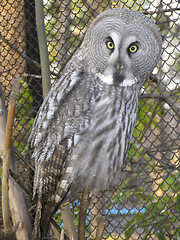 Image showing Great gray owl