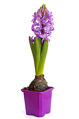 Image showing Hyacinth