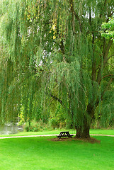 Image showing Weeping Willow by the Stream