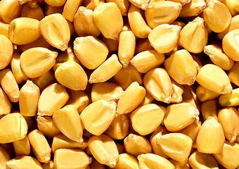 Image showing corn background