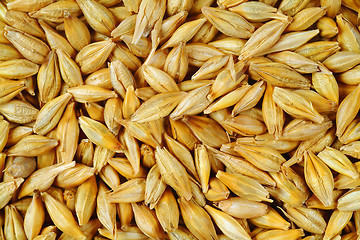 Image showing heap of wheat grains