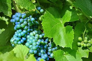 Image showing Merlot Grapes